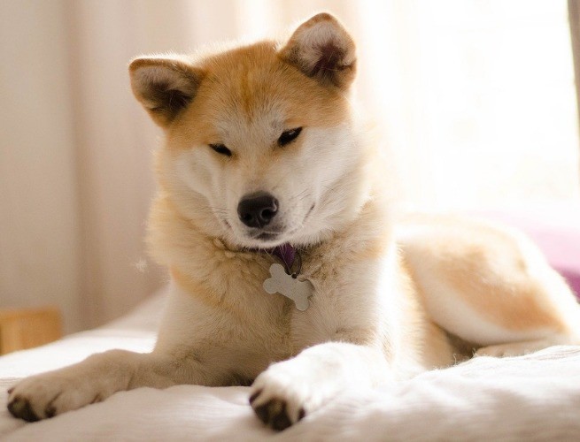 Akita Inu