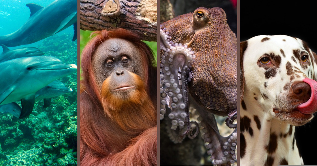 Os 15 animais mais inteligentes do