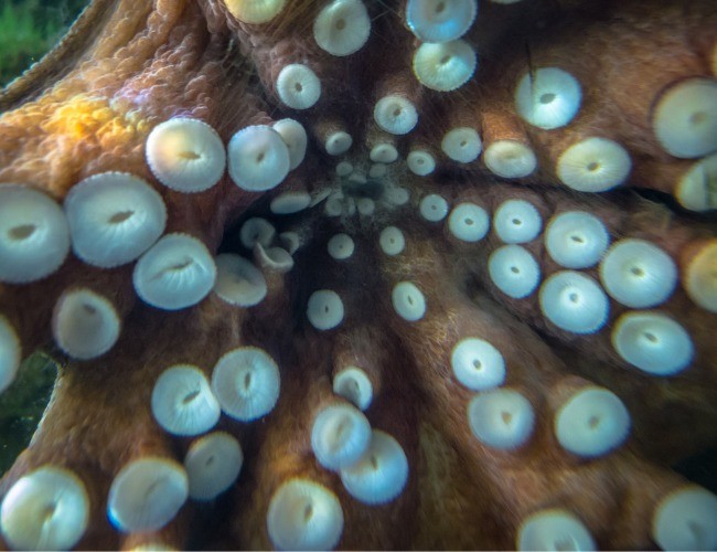 Polvo-de-anéis-azuis