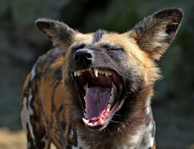 Hiena