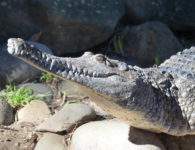 Crocodilo
