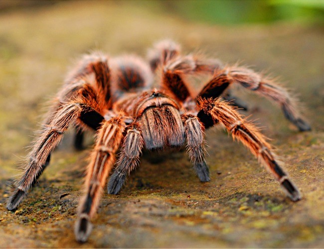 Aranha