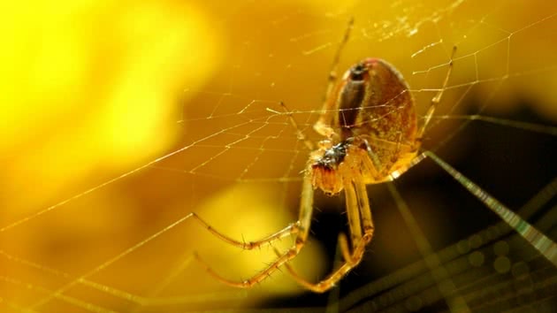 Aranha