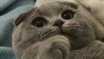 As 18 raças de gatos mais lindas e fofas do mundo que você precisa conhecer!