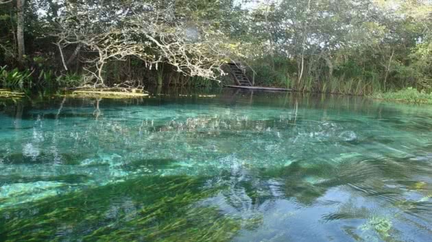 Bonito