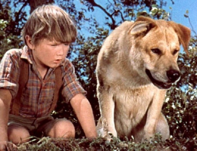 Meu melhor companheiro