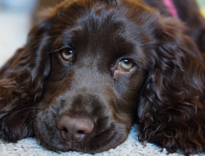 Springer Spaniel Inglês