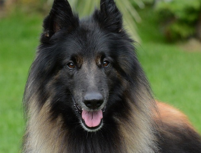 Pastor Belga Tervuren