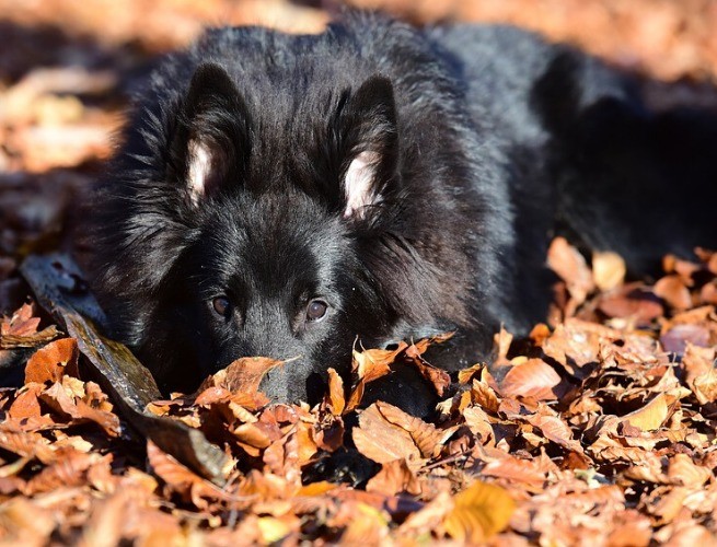 Pastor Belga Groenendael