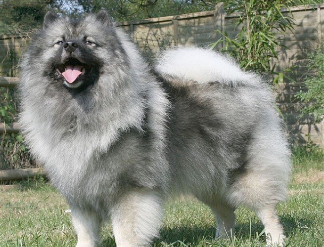 Keeshond