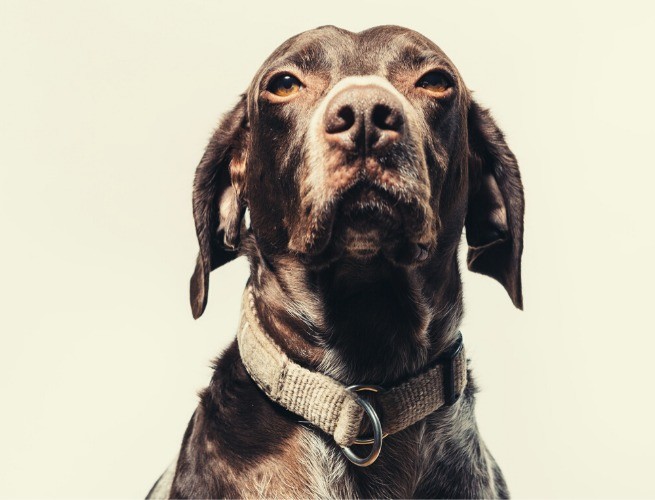 Braco Alemão de pelo curto