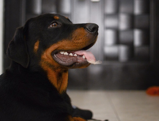 Rottweiller