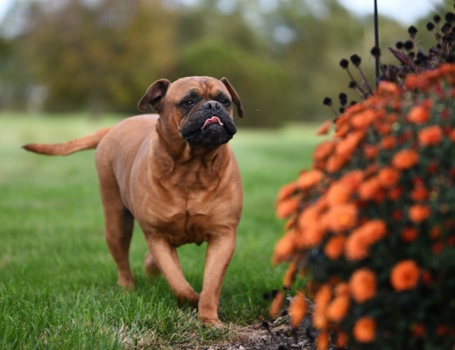 Bullmastiff