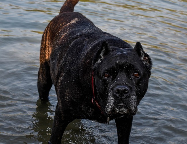 Cane Corso
