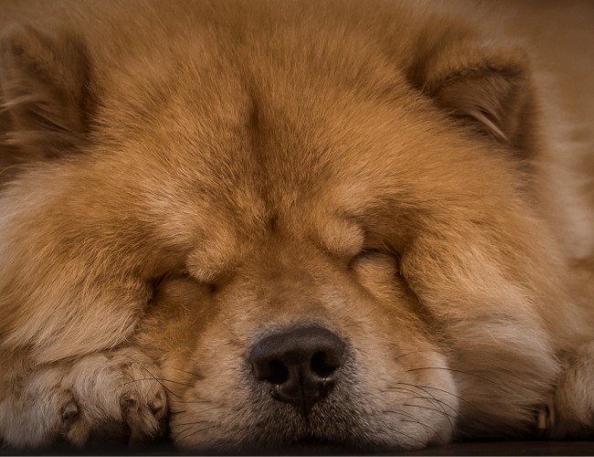 Chow Chow