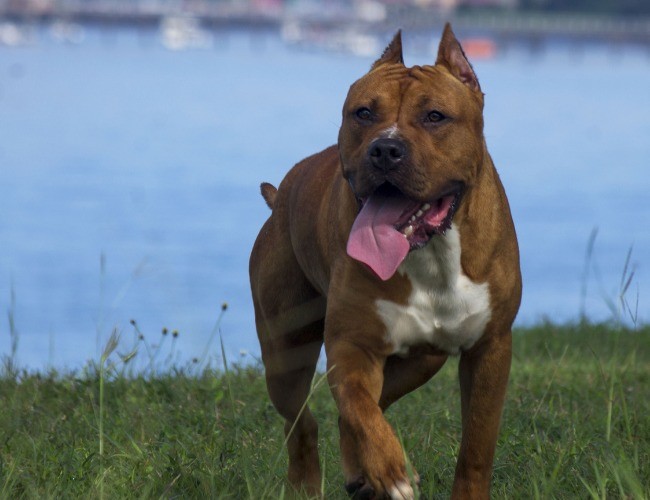 American Staffordshire Terrier