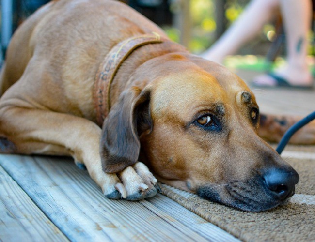 Rhodesian Ridgeback (Leão-da-rodésia)