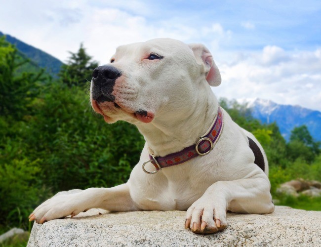 Dogo Argentino