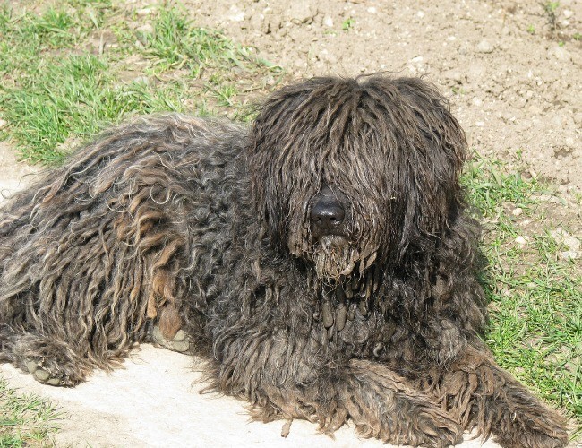 Komondor