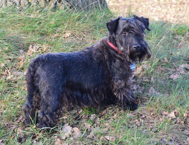 Schnauzer gigante