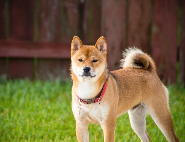 Shiba Inu