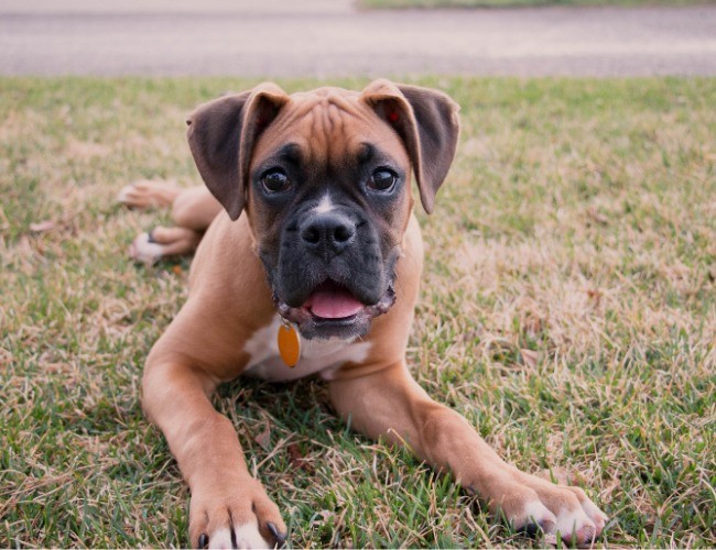 Boxer