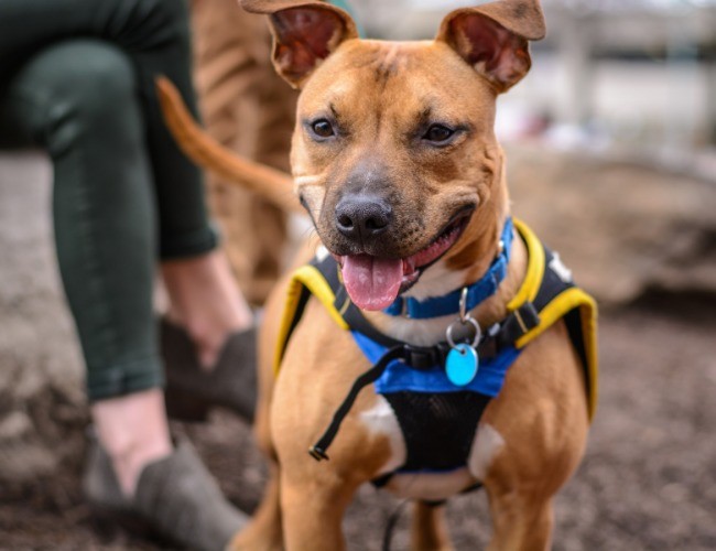 Pit Bull