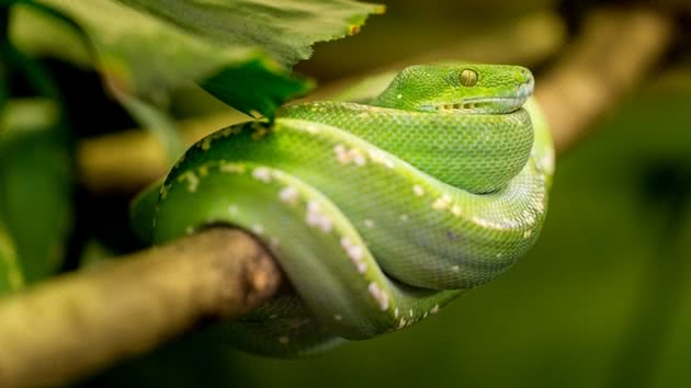 Cobra