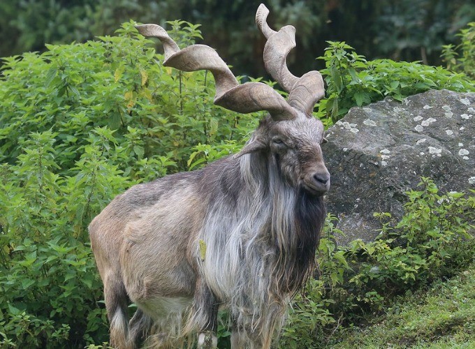 markhor capra falconeri