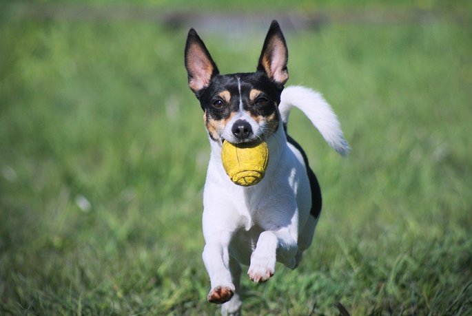 Toy fox terrier
