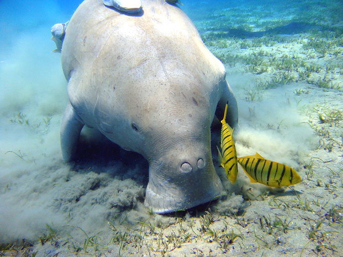 dugongo Dugong dugon