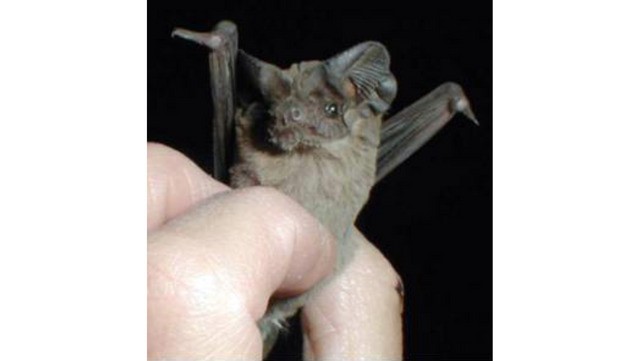 Tadarida brasiliensis