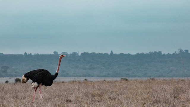 Avestruz