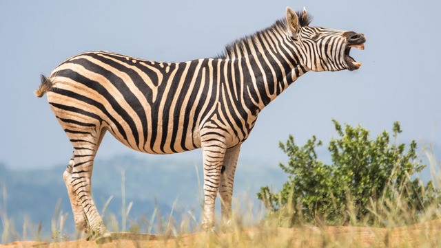 Zebra