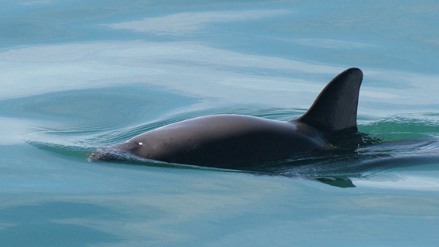 Vaquita