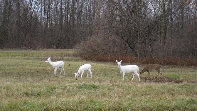 Veado branco de Seneca