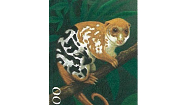 Cuscus manchado de preto