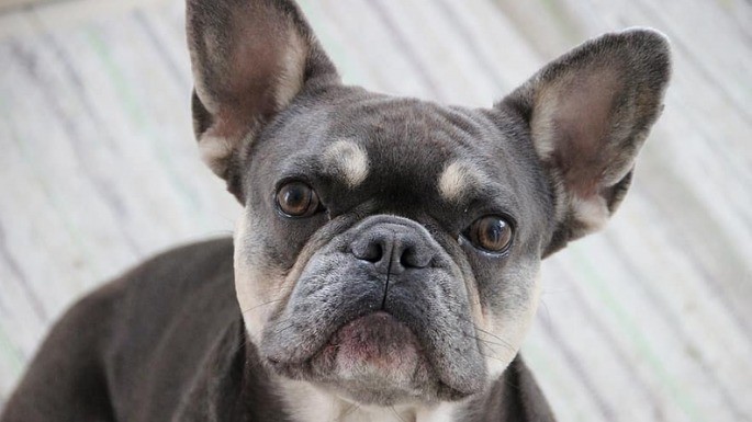 Foto de Buldogue Francês