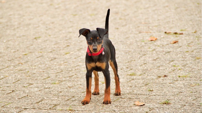 Foto de Pinscher