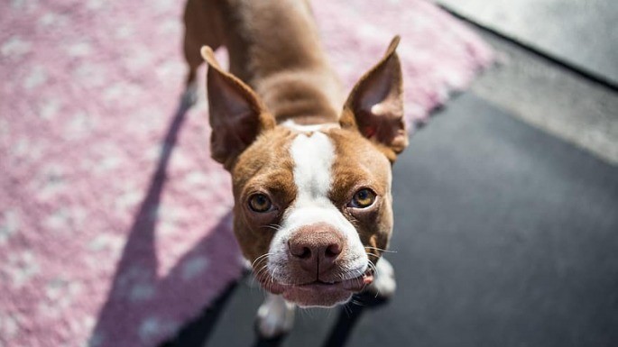 Foto de Boston Terrier
