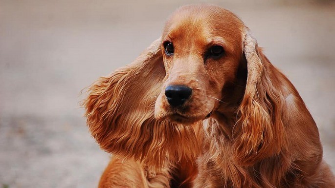 Foto de Cocker Spaniel