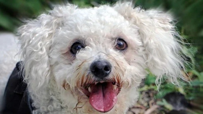 Foto de Bichón Frisé