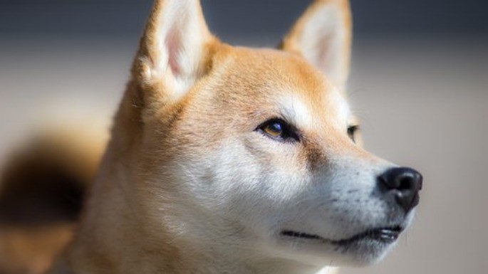 Foto de Shiba Inu