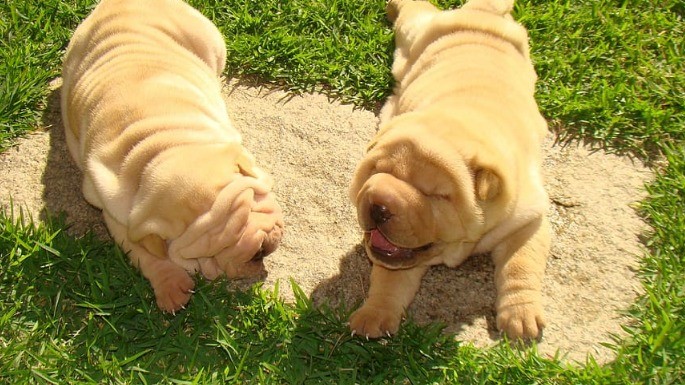 Foto de Shar pei