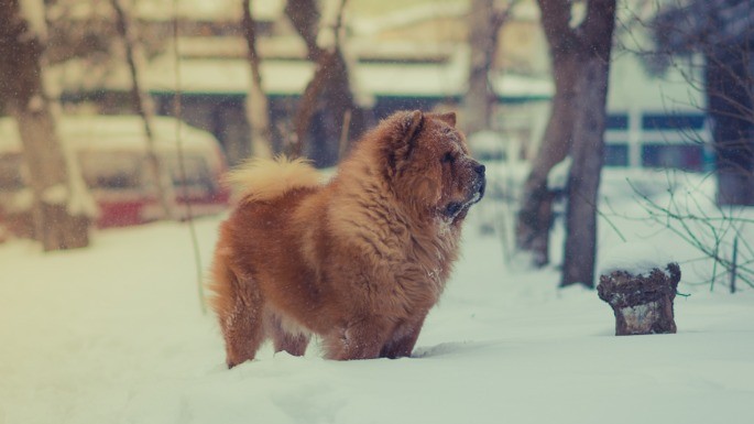 Foto de Chow chow