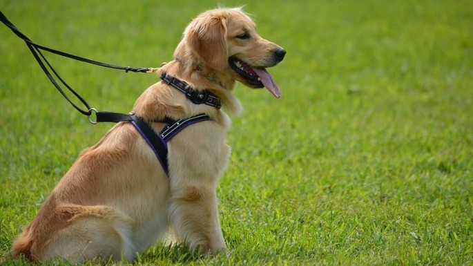 Foto de Golden Retriever