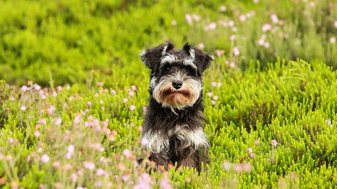 Foto de Schnauzer