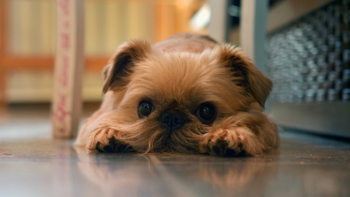 Foto de Griffon de Bruxelas