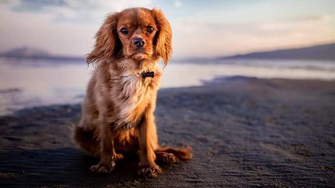 Foto de Cavalier King Charles Spaniel