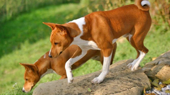 Foto de Basenji